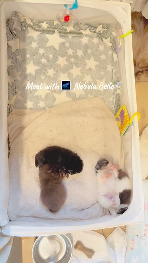 Meet with my little NEBULLA BELLA 🎀🌷… the trio blue beuaty, absolutely stunning in every way. Her little pink belly🥹 | Pomeranian Mini Pups