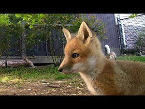 Baby Foxes 6: Foxies Get the Zoomies Too