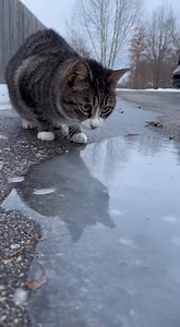 Cat Sees a Frozen Puddle for the First Time ❄️🐾 #cat #frozen #snow #catplaytime | Meow flix