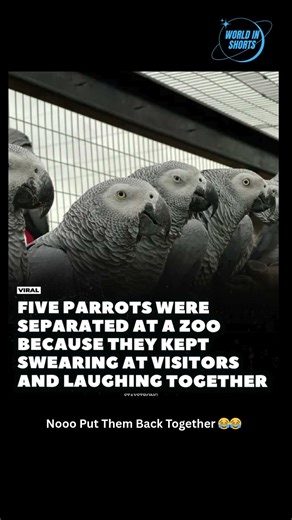 Five Parrots Were Separated At A Zoo Because They Kept Swearing At Visitors And Laughing Together