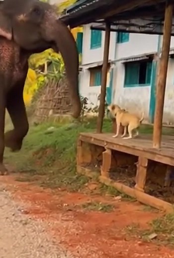 198K views · 1.1K reactions |  Wild Elephant Runs Away After Being...