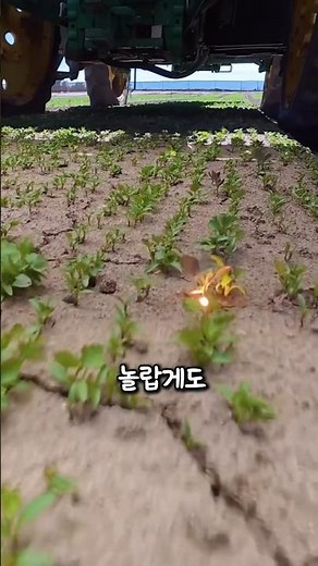 잡초만 골라 태우는 AI 레이저 제초기, 미래 농업의 혁신