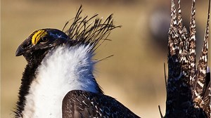 Everything you need to know about sage grouse
