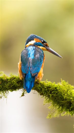 Megan James | The Kingfisher 🥰 One of my favourite birds of Britain, absolutely stunning in every way. Filmed at @billingford_wildlife_hides was a... | Instagram