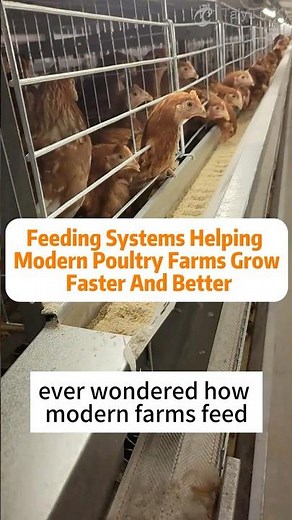 🐔 Feeding Systems Helping Modern Poultry Farms Grow Faster And Better
