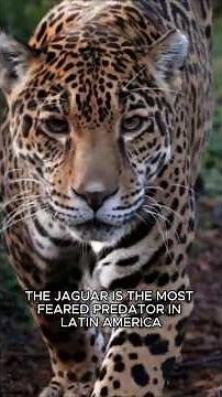 Jaguar: The True King of the Jungle #Jaguar #Animals #Nature #Shorts
