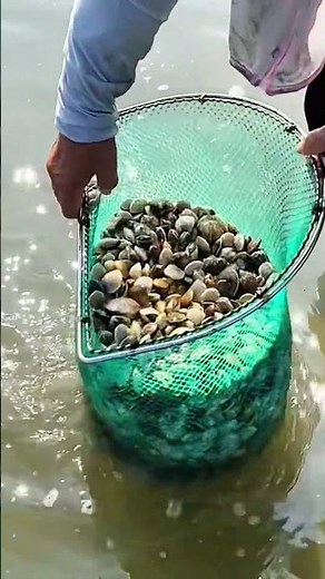 Digging for Clams on the Sand