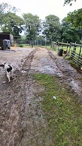 Muck heap removed!! 6.5 trailer loads of well rotted horse manure. 15 years it took me to built that empire of poo. I was giving it away for free. People would come with bags and trailers to help themselfs but it didn't make a dent in the pile. I had to get the big boys involved. The farmer will spead it on his feilds and plough it in. Brilliant stuff. Full of worms. Now to start again.. here's to another 15 years 😂 | No Verbal Filter