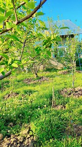 7.7K views · 73 reactions | Shukur allaha ka is sal v fruit setting ach.... H #highlight #follower | Amir Rashid Ganie | Facebook