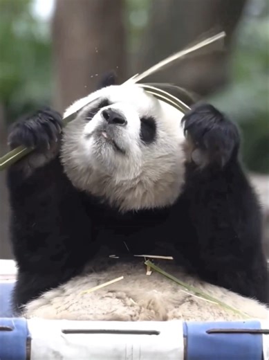 05.03 渝爱的“铁头功”已经练到炉火纯青！只见她抬头一顶，接连用头掰断四根竹杆，动作行云流水，轻松完成，毫不费力，让人叹为观止！ YuAi’s “iron head technique” has reached perfection! With a simple lift of her head, she snaps four bamboo stalks in a row, her movements smooth and effortless, completing the feat with ease, truly an astonishing sight! #大熊猫渝爱 #大熊猫 #YuAi #panda #giantpanda