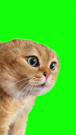 Green Screen Talking Cat Meme #greenscreen #greenscreenvideo #catmeme #catmemes #cat