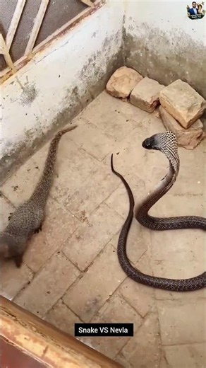 Cobra Snake vs Mongoose – A Dramatic Natural Behavior Encounter #snake #cobra #wildlife