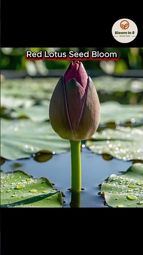 Watch This Red Lotus Seed Bloom in 8 Seconds – Nature’s Silent Miracle
