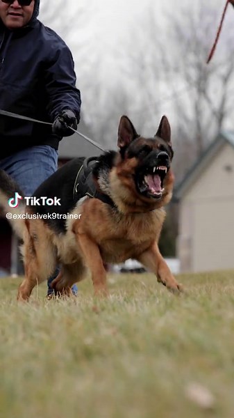 Mario Bardouille on TikTok