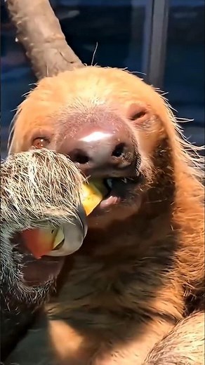 Sloth: The World's Laziest Animal |Amazing Sloth Facts