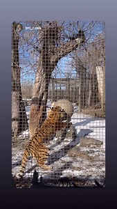 The Calgary Zoo on Reels