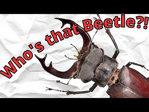 Europe's Staggest of the Stag Beetles (Lucanus Cervus)