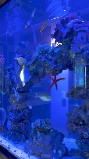 The Importance of Aquarium Maintenance #aquariummaintenance