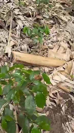 ¿Cómo va nuestra nueva plantación de Java? 🌱 #caféconhistoria #coffee