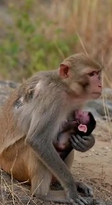 A playful moment in the wild as a baby monkey climbs and learns with confidence #sticker | Monkeys Rescue