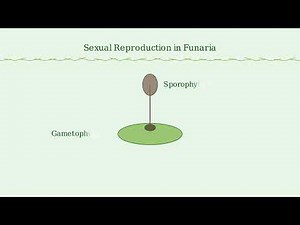 Funaria - Structure, Characteristics, Reproduction
