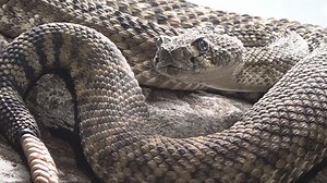 Safety tips to prevent snake bites