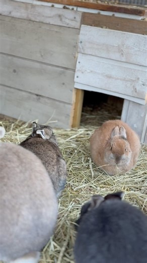 #rabbit #bunny #outdoorlife #outdoorrabbit #rabbitlifestyle #pets #nature #wintervibes #rabbits