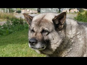 What You MUST Know About Norwegian Elkhounds! 🐺❄️ (Full Guide)