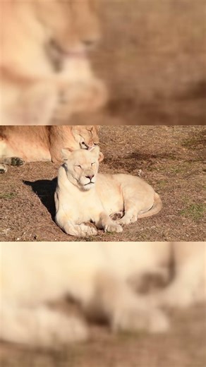 White lion cubs