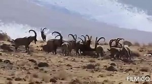 Ibex | Markhor Hunting