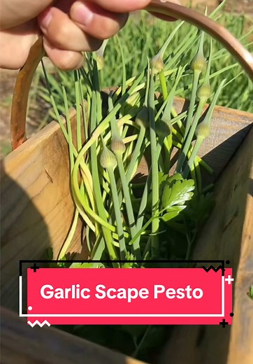 Garlic Scape Pesto Recipe: Garden Harvest Delight