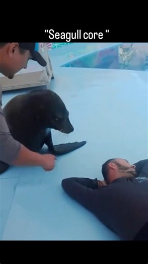 Zero.Context on Instagram: "This video is a compilation of various funny and unexpected interactions involving seals and sea lions in different environments. It begins with a playful sea lion at an aquarium jumping up to catch a fish, followed by a surprising shot of a seal floating perfectly upright in a harbor, looking directly at the camera with a comical expression. The footage then shifts to a viral news clip where a sea lion playfully "kisses" a reporter, causing her to jump in surprise. Y