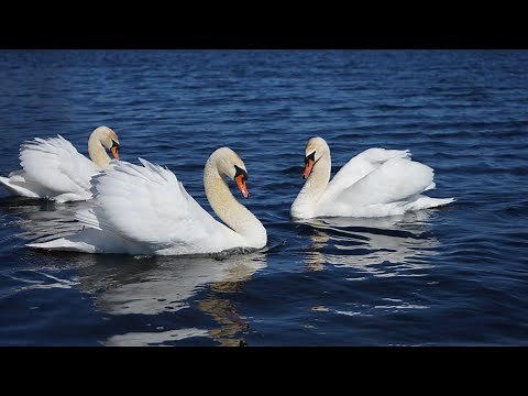 Unlocking the Elegance: Fascinating Facts About Swans | Swan Species, Behavior, and Conservation