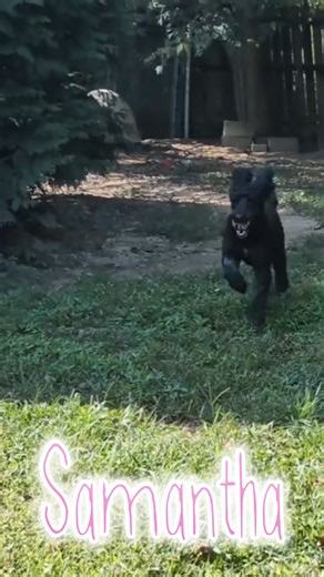 4.8K views · 98 reactions | Samantha 勺 She is a Standard Poodle mix and weighs about 50lbs Thomasville NC Available for adoption through Ruff Love Rescue Ruffloverescue.com #poodlelove #poodle #ruffloverescue | Ruff Love Rescue | Facebook