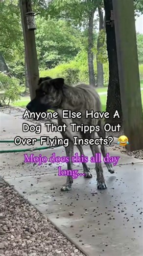 Dog Goes Crazy Chasing Flies All Day 😂 | Mojo vs Flying Insects
