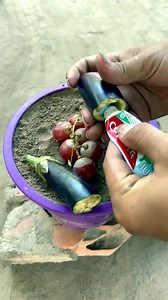 219K views · 1.2K reactions | 華華 Harvest more grapes on eggplant trees with new grafting methods 華華 | Sorry Love One | Facebook