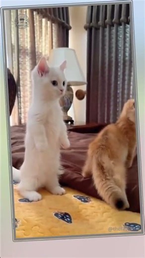 Silly Cat Compilation 🐱🤪