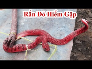 Who Has Ever Seen This Red Snake? Rare & Very Poisonous Found In A Charcoal Oven / Catch Red Snak...