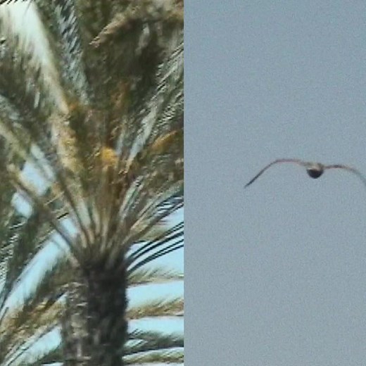 38K views | Salt Lake City! Tickets are on sale now for Tame Impala with special guest Perfume Genius at Vivint Smart Home Arena on Sat, Aug 1 | Tame Impala | Facebook