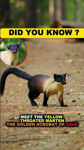 Meet the Yellow-Throated Marten: Asia’s Golden Acrobat! #animals #animals #asia #cute