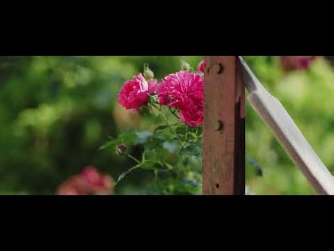 Canon EOS 6D – 5.3K RAW Magic Lantern | Cinematic Test Footage