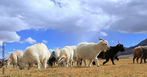 Kashmir goats or Cashmere pashmina livestock domestic animals graze on outdoor pasture in north India. Traditional agriculture in Himalaya mountains region