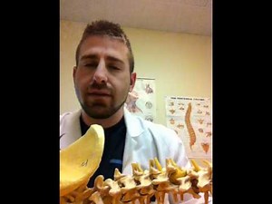 Anatomy of the Intervertebral Foramen