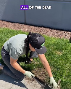 Fix Bald Spots Fast - Just Roll, Water & Grow! 🌱 GrowTrax Lawn Repair is the easiest way to bring dead patches back to life. Each roll is pre-loaded with premium seed, fertilizer, and mulch - just roll it out, water it, and watch it grow into lush, green grass. No tools, no hassle—just great results. Perfect for dog spots, heavy traffic areas, or anywhere your lawn needs a little love. | Growtrax