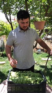 طريقة حفظ ورق العنب من سنة ل سنة #الشيف_مهدي #cheflife #لبنان #وصفات #وصفات_سهلة #ورق_عنب | شيف مهدي chef mahdi