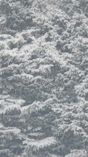 Snow accumulation on spruce tree branches.