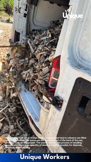 Unloading Animal Bones: Transferring a Vanload of Skeletal Remains