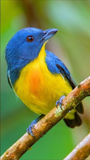 Morning Forest Bird Songs & Chirping – Relaxing Nature Sounds for Sleep, Study, Meditation