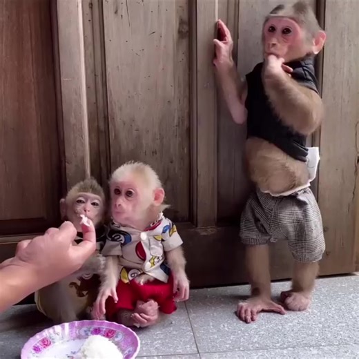 Missed lunch when going out, his father was angry and didn't let him eat | Monkey Chimp