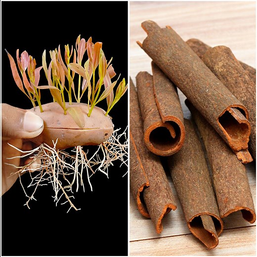 506K views · 5.5K reactions | Discover how to grow cinnamon plant | Easy and fast growing method in this video | Dian Creative | Facebook